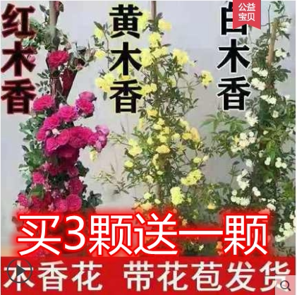 木香花爬藤四季开花庭院爬墙藤耐寒植物白木香红木香黄木香树苗花