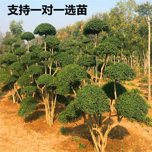 小叶女贞造型树球型苗风景树