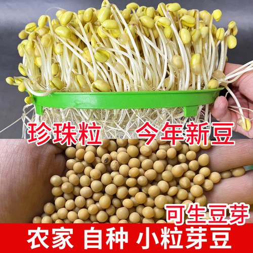 农家自种小黄豆四川老品种小金芽豆小粒珍珠生豆芽专用非转可种植