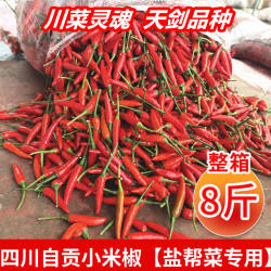天剑小米椒正宗四川自贡本地新鲜小米椒川菜盐帮菜专用超级辣特辣