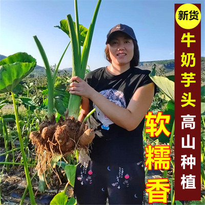新鲜芋头山东牛奶小毛芋头软粉糯