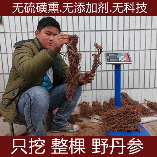沂蒙山整棵原生态紫花包邮丹参