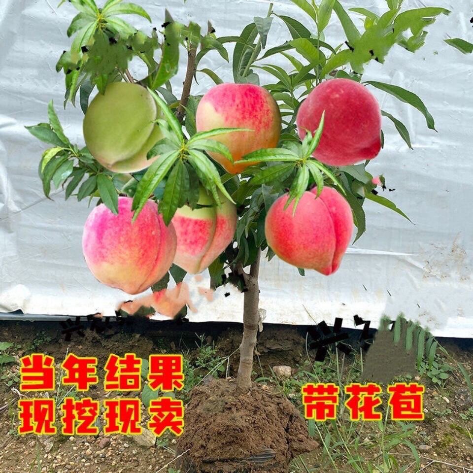 嫁接桃苗大桃树大桃苗盆栽地栽南北方种植大血桃黄桃五月红桃树苗