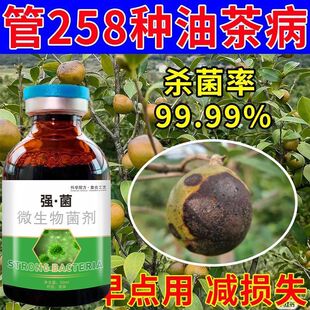 油茶保果药油茶树病防治油茶炭疽软腐根腐油茶树专用药油茶病全治