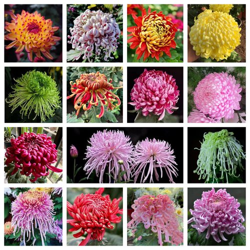 大菊花套餐【混色小苗】带根带土九月大菊花苗