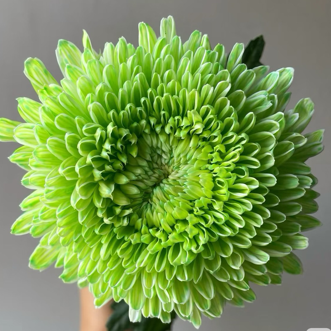 【绿牡丹】稀有品种带花苞菊花苗九月大菊秋菊花卉盆栽今年开花