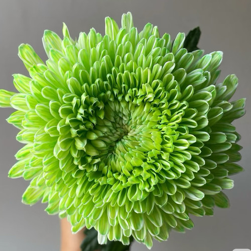 【绿牡丹--中大花型】小苗带根带土九月大菊花苗花卉