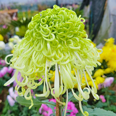 【盘龙春晓--带花苞】稀有品种带花苞菊花苗九月大菊秋菊花卉盆栽