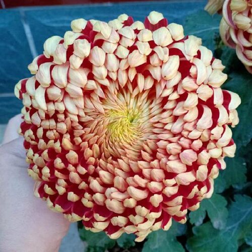【太平的红叶】稀有品种带花苞菊花苗九月菊秋菊花卉盆栽今年开花