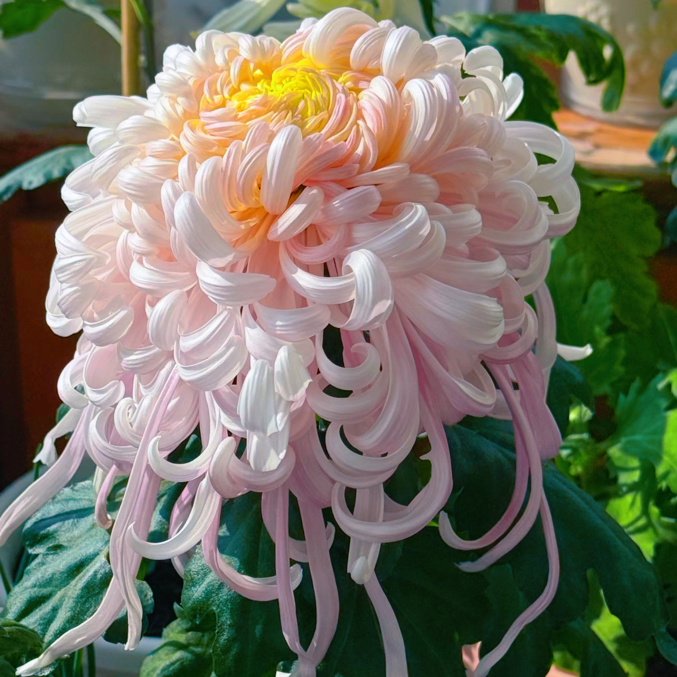 【盘龙嫦娥--无花苞】稀有品种菊花苗九月大菊秋菊花卉盆栽今年开