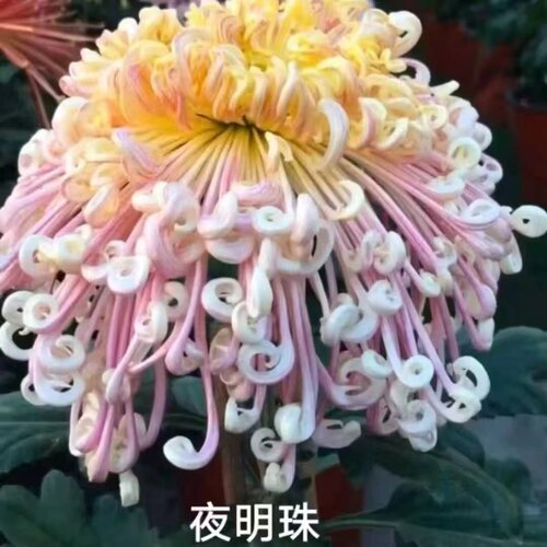 【夜明珠--大花线菊】小苗带根带土九月大菊花苗花卉