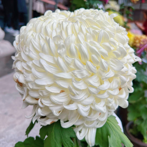 【国华银越山--大花】小苗带根带土九月大菊花苗花卉