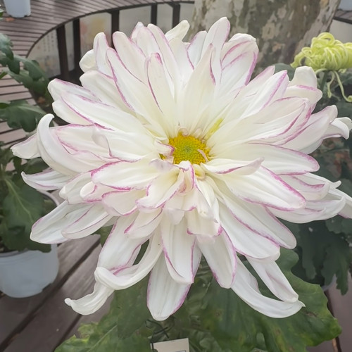【玉壶春--中型】小苗带根带土九月大菊花苗花卉