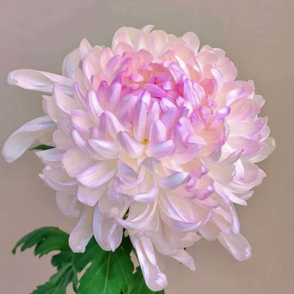 【桃源醉】稀有品种带花苞菊花苗九月大菊秋菊花卉盆栽今年开花