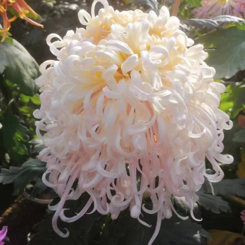 【蜀国夫人--大花线菊】小苗带根带土九月大菊花苗花卉