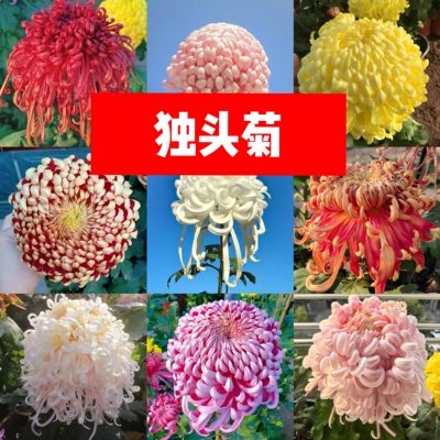 独本菊【独头菊】菊花盆栽大苗九月大菊秋菊花苗花卉今年开花