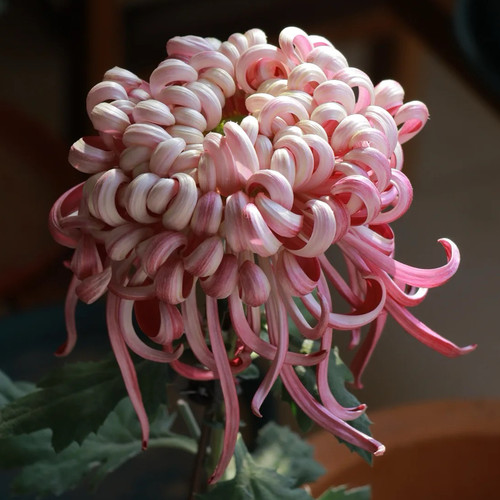 【花神與--大花型】小苗带根带土九月大菊花苗花卉