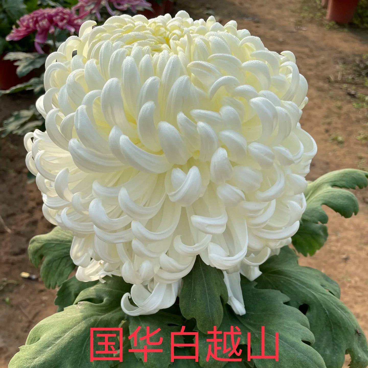 【国华银越山】稀有品种带花苞菊花苗九月大菊秋菊花卉盆栽今年开