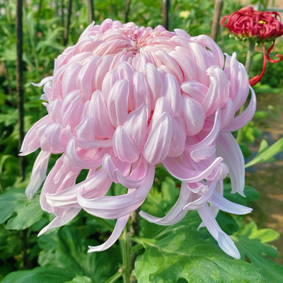 仙露蟠桃【带花苞】菊花盆栽九月大菊秋菊花苗花卉今年开花