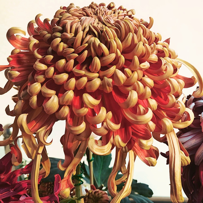 【燕山秋韵--大花】小苗带根带土九月大菊花苗花卉