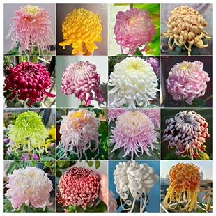 【稀缺品】大菊花苗九月大菊秋菊花苗花卉植物盆栽今年开花庭院