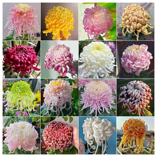 【稀缺品】大菊花苗九月大菊秋菊花苗花卉植物盆栽今年开花庭院
