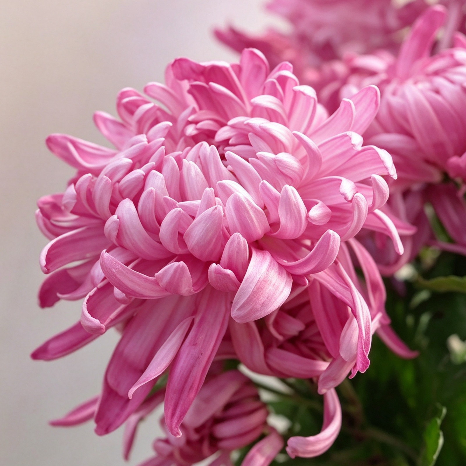 【桃源醉】稀有品种带花苞菊花苗九月大菊秋菊花卉盆栽今年开花