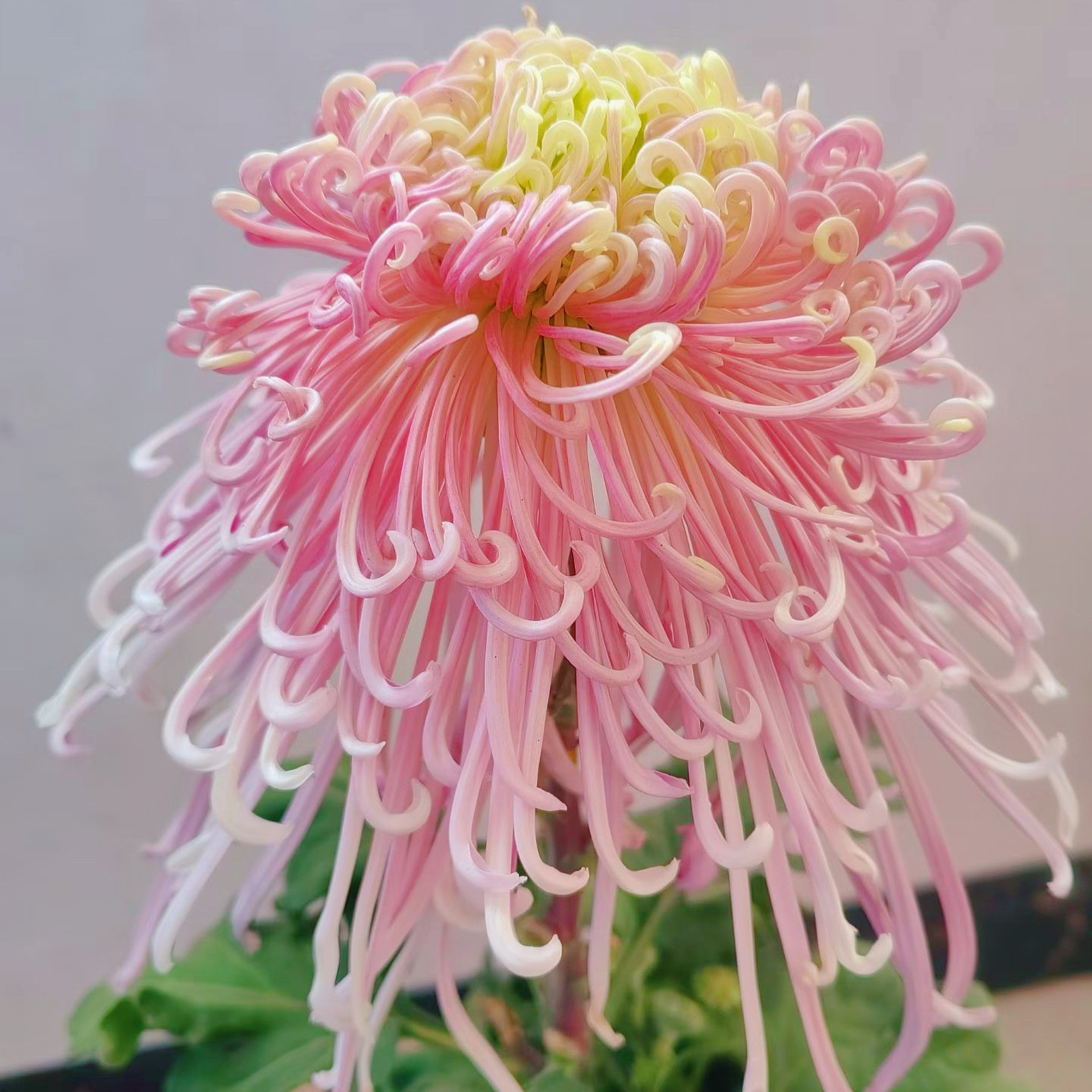 【貂蝉拜月--无花苞】稀有品种菊花苗九月大菊秋菊花卉盆栽今年开