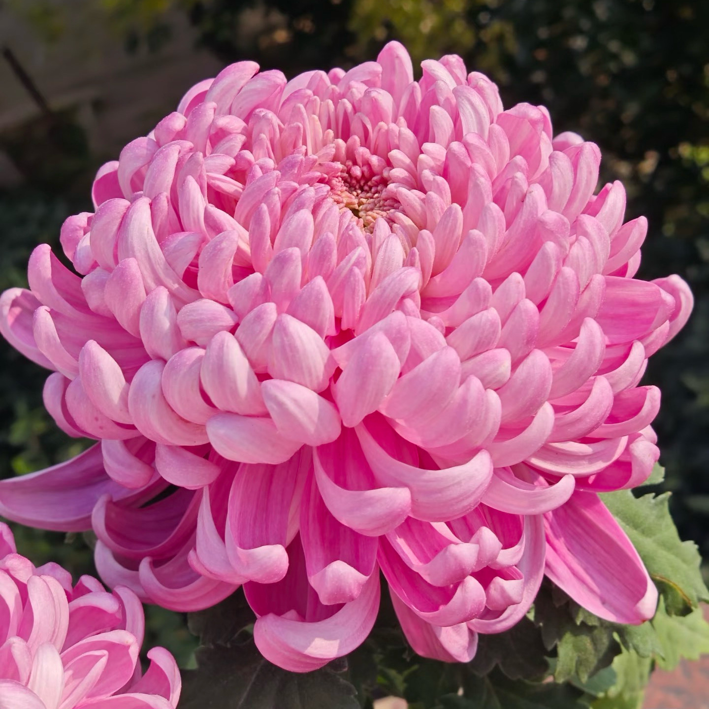 【国华兼六香】稀有品种带花苞菊花苗九月大菊秋菊花卉盆栽今年开