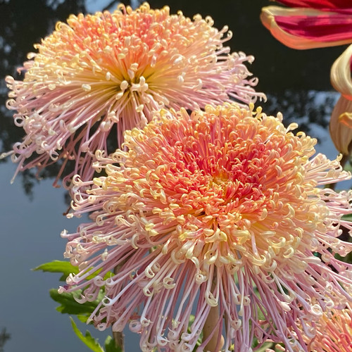 【濑户千草--大花线菊】小苗带根带土九月大菊花苗花卉