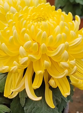 【兼六黄--大花】小苗带根带土九月大菊花苗花卉