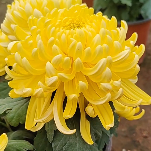 【兼六黄--大花】小苗带根带土九月大菊花苗花卉