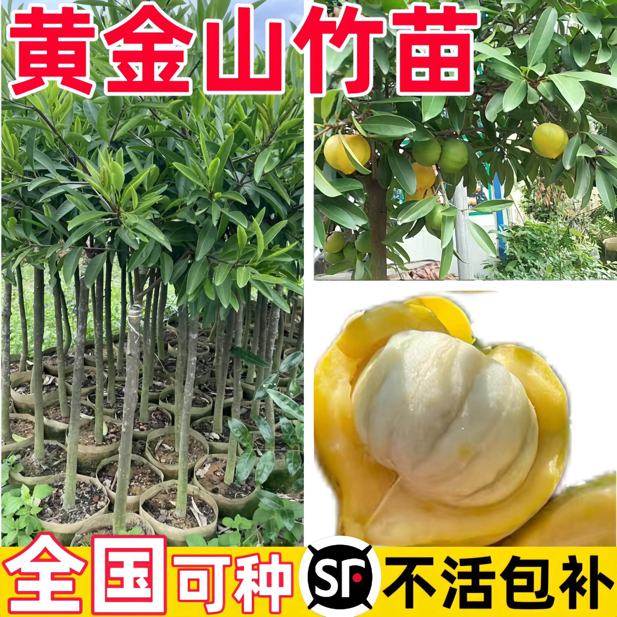 泰国黄金山竹树苗南方北方种植四季山竹果苗杯苗盆栽地栽当年结果图片