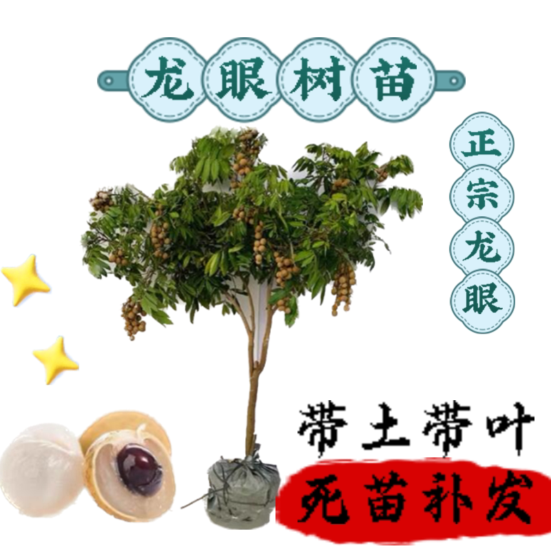 嫁接龙眼树苗盆栽地栽当年结果储