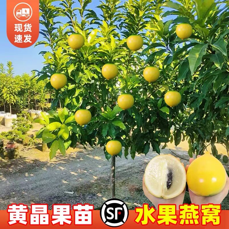 黄晶果树苗嫁接黄金果苗久蜜冬蜜四季当年结果南方种植早熟盆栽地