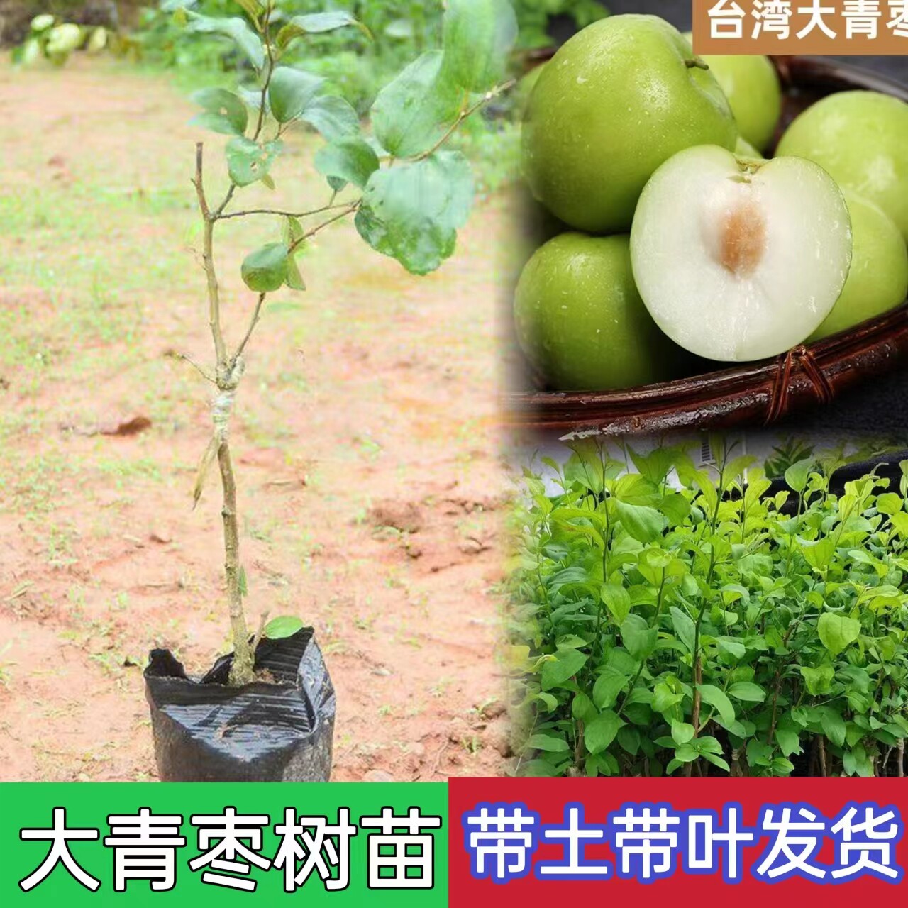 大青枣苗树苗嫁接台湾蜜丝枣牛奶苹果枣雪丽高朗黄冠枣树盆栽地栽