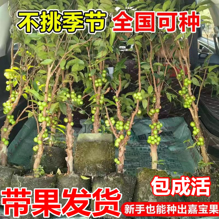 【带果发货】嘉宝果树苗四季红妃艾斯卡南方种植带土带叶当年结果图片