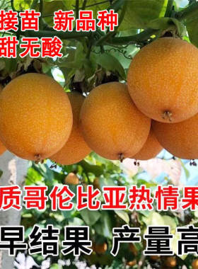 哥伦比亚热情果嫁接苗南北适栽