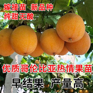 哥伦比亚热情果苗嫁接苗云南热情果树苗庭院阳台盆栽地栽南方种植