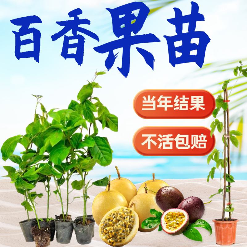 钦蜜9号黄金百香果嫁接苗树苗纯甜四季结果爬藤南方当年结果带土图片