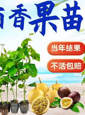 钦蜜9号黄金百香果嫁接苗树苗纯甜四季结果爬藤南方当年结果带土