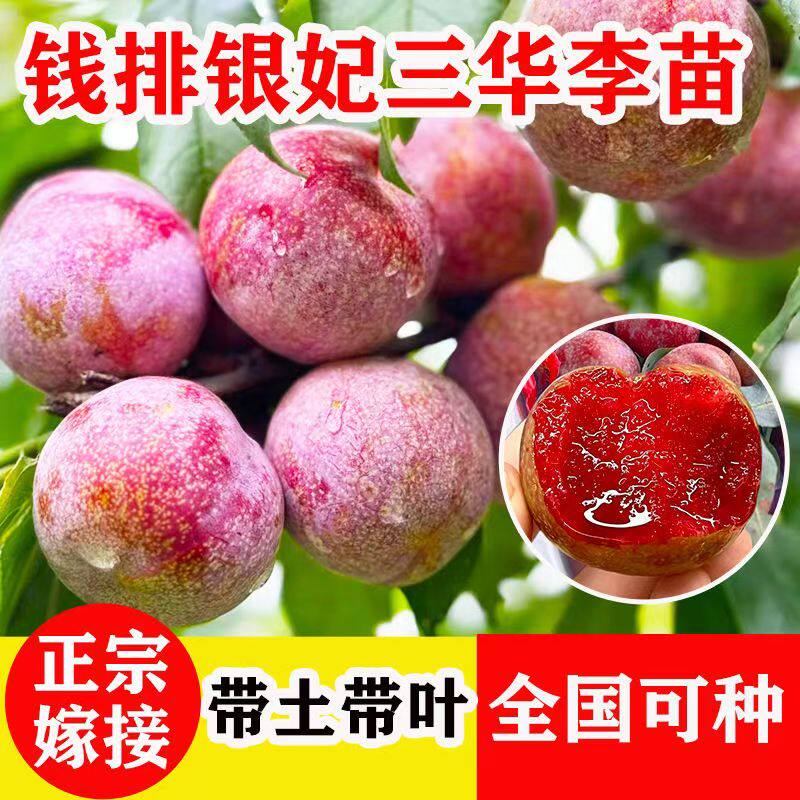 三华李子树苗红心新品种特大嫁接蜂糖李北南方种植水果树果苗大全图片