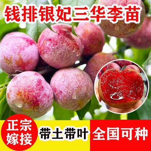 三华李子树苗红心新品种特大嫁接蜂糖李北南方种植水果树果苗大全