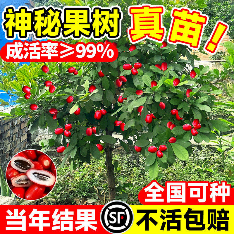神秘果果树果苗盆栽云南神秘果鲜果干变味果四季阳台庭院盆栽地栽