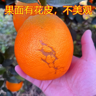 湖北枝江纽荷尔脐橙花皮果风伤果榨汁专用纯甜无酸5/10斤应季水果