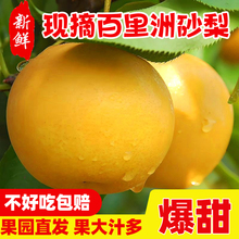 百里洲砂梨当季新鲜水果翠冠梨黄花梨子秋月梨正宗10斤脆冠梨礼盒