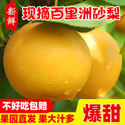 百里洲砂梨不好吃包赔