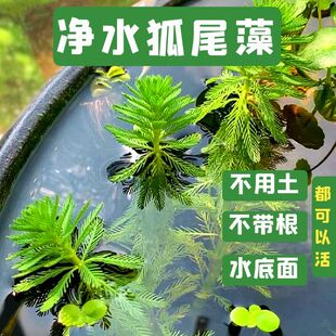 粉绿真狐尾藻养殖小龙虾蟹水培植物盆栽鱼缸水草净化乌龟鱼缸造景