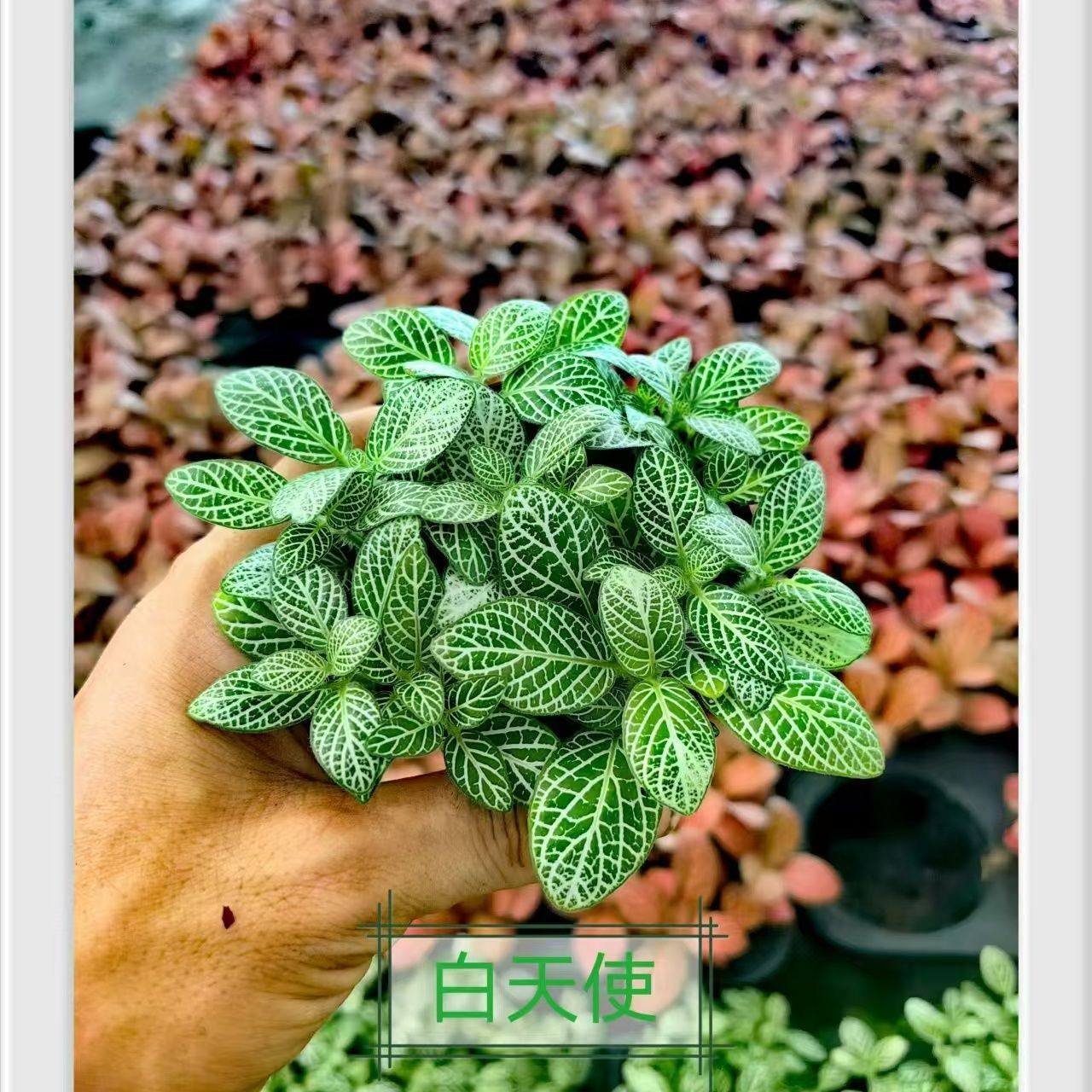 苔藓微景观DIY盆栽创意迷你植物 水陆缸造景室内花卉 盆景网纹草,鲜花速递/花卉仿真/绿植园艺,海藻球,淘宝优惠券,粉丝福利购,淘宝优惠卷