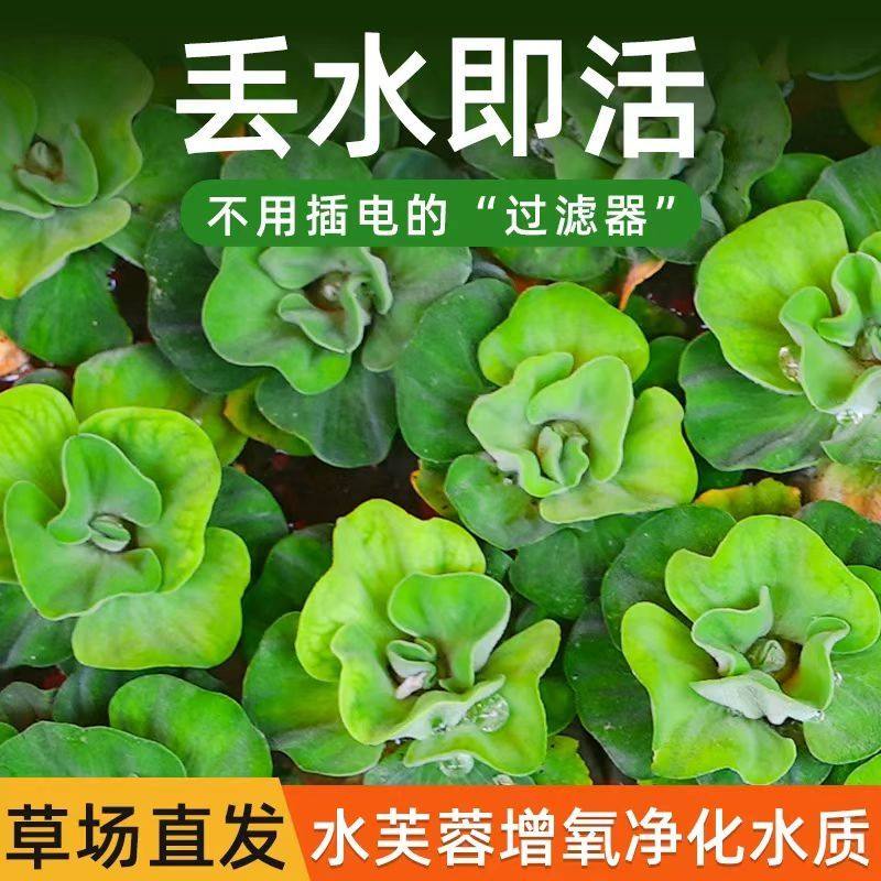 水芙蓉水生植物植物净化水质造景养鱼鱼缸养虾懒人水培水草浮萍,鲜花速递/花卉仿真/绿植园艺,海藻球,淘宝优惠券,粉丝福利购,淘宝优惠卷